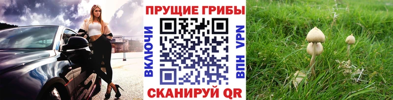 закладка Лянтор mega ТОР Псилоцибиновые грибы мухоморы